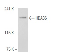 HDAC6 (S-14): sc-5255. Western blot analysis of HDAC6 expression in K-562 whole cell lysate.