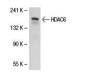 HDAC6 (S-14): sc-5255. Western blot analysis of HDAC6 expression in MCF7 whole cell lysate.