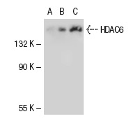 HDAC6 (S-14): sc-5255. Western blot analysis of HDAC6 expression in non-transfected 293T: sc-117752 (A), human HDAC6 transfected 293T: sc-111004 (B) and K-562 (C) whole cell lysates.