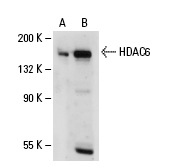 HDAC6 (S-14): sc-5255. Western blot analysis of HDAC6 expression in 293 whole cell lysate (A) and K-562 nuclear extract (B).