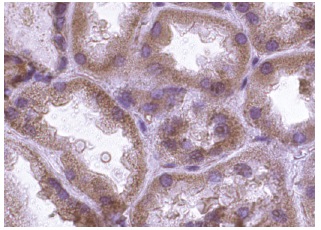 HDAC6 (S-14): sc-5255. Immunoperoxidase staining of formalin fixed, paraffin-embedded human kidney tissue showing cytoplasmic staining of cells in tubules.