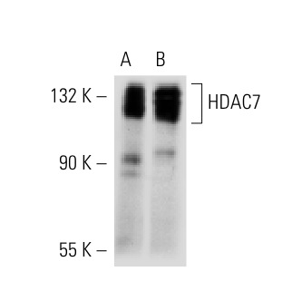 HDAC7 (A-7): sc-74563. Western blot analysis of HDAC7 expression in K-562 nuclear extract (A) and SUP-T1 whole cell lysate (B).
