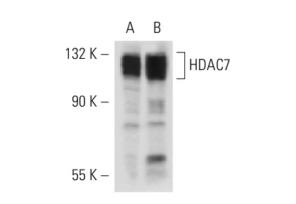 HDAC7 (A-7): sc-74563. Western blot analysis of HDAC7 expression in HeLa whole cell lysate (A) and MCF7 nuclear extract (B).