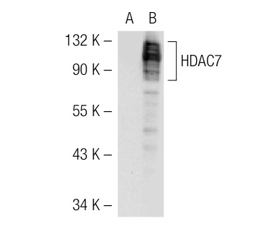 HDAC7 (A-7): sc-74563. Western blot analysis of HDAC7 expression in non-transfected: sc-117752 (A) and human HDAC7 transfected: sc-117296 (B) 293T whole cell lysates.