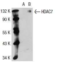 HDAC7 (N-18): sc-11489. Western blot analysis of HDAC7 expression in non-transfected: sc-117752 (A) and human HDAC7 transfected: sc-117296 (B) 293T whole cell lysates.