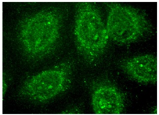 HDAC7 (N-18): sc-11489. Immunofluorescence staining of methanol-fixed HeLa cells showing nuclear and cytoplasmic localization.