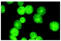 HEB (A-20): sc-357. Immunofluorescence staining of methanol-fixed Jurkat cells showing nuclear staining.