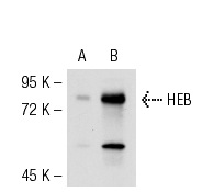 HEB (A-20): sc-357. Western blot analysis of HEB expression in 293T (A) and SW480 (B) whole cell lysates.