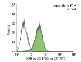 HEB (A-20): sc-357. Indirect, intracellular FCM analysis of fixed and permeabilized Jurkat cells stained with HEB (A-20), followed by FITC-conjugated bovine anti-rabbit IgG: sc-2365. Black line histogram represents the isotype control, normal rabbit IgG: sc-3888.