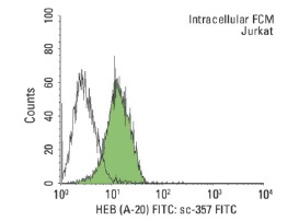 HEB (A-20): sc-357. Indirect, intracellular FCM analysis of fixed and permeabilized Jurkat cells stained with HEB (A-20), followed by FITC-conjugated mouse anti-rabbit IgG: sc-2359. Black line histogram represents the isotype control, normal rabbit IgG: sc-3888.