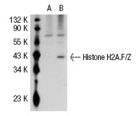 Histone H2A.Z/H2A.F/Z (FL-128): sc-67218. Western blot analysis of Histone H2A.F/Z expression in non-transfected: sc-117752 (A) and human Histone H2A.F/Z transfected: sc-111828 (B) 293T whole cell lysates.