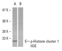 p-Histone cluster 1 H3E (Ser 10): sc-101697. Western blot analysis of phosphorylated Histone cluster 1 H3E expression in untreated (A) and EGF + Calyculin A-treated (B) HeLa whole cell lysates.