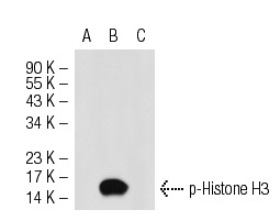 p-Histone cluster 1 H3E (Ser 10): sc-101697. Western blot analysis of Histone cluster 1 H3E phosphorylation in untreated (A), calyculin A treated (B) and calyculin A and lambda protein phosphatase treated (C) HeLa whole cell lystates.