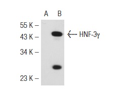 HNF-3γ (A-2): sc-74424. Western blot analysis of HNF-3γ expression in non-transfected: sc-110760 (A) and human HNF-3γ transfected: sc-111854 (B) 293 whole cell lysates.