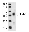 HNF-3g (H-115): sc-25357. Western blot analysis of HNF-3γ expression in Hep G2 whole cell lysate.