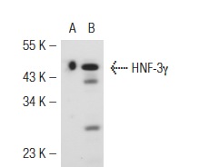 HNF-3γ (H-115): sc-25357. Western blot analysis of HNF-3γ expression in non-transfected: sc-110760 (A) and human HNF-3γ transfected: sc-111854 (B) 293 whole cell lysates.