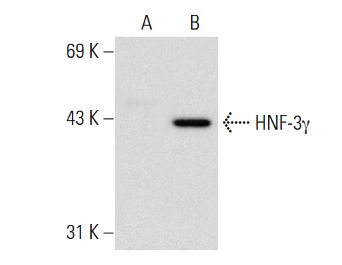 HNF-3γ (H-115): sc-25357. Western blot analysis of HNF-3γ expression in non-transfected: sc-110760 (A) and human HNF-3γ transfected: sc-111854 (B) 293 whole cell lysates.