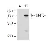 HNF-3γ (N-19): sc-5361. Western blot analysis of HNF-3γ expression in non-transfected: sc-110760 (A) and human HNF-3γ transfected: sc-111854 (B) 293 whole cell lysates.
