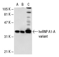 hnRNP A1 (E-17)-R: sc-10030-R. Western blot analysis of hnRNP A1 expression in non-transfected 293T: sc-117752 (A), human hnRNP A1 transfected 293T: sc-114969 (B) and HeLa (C) whole cell lysates.