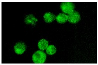 hnRNP A2/B1 (F-16): sc-10035. Immunofluorescence staining of methanol-fixed K-562 cells showing nuclear staining.