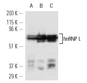 hnRNP L (4D11): sc-32317. Western blot analysis of hnRNP L expression in Sol8 (A), Jurkat (B) and HeLa (C) nuclear extracts.