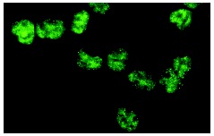 hnRNP L (4D11): sc-32317. Immunofluorescence staining of methanol-fixed HeLa cells showing nuclear localization.