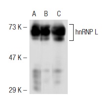hnRNP L (4D11): sc-32317. Western blot analysis of hnRNP L expression in non-transfected: sc-117752 (A) and mouse hnRNP L transfected: sc-126968 (B) 293T whole cell lysates and Jurkat nuclear extract (C).