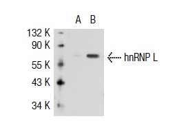 hnRNP L (D-17): sc-16550. Western blot analysis of hnRNP L expression in non-transfected: sc-117752 (A) and human hnRNP L transfected: sc-117301 (B) 293T whole cell lysates.