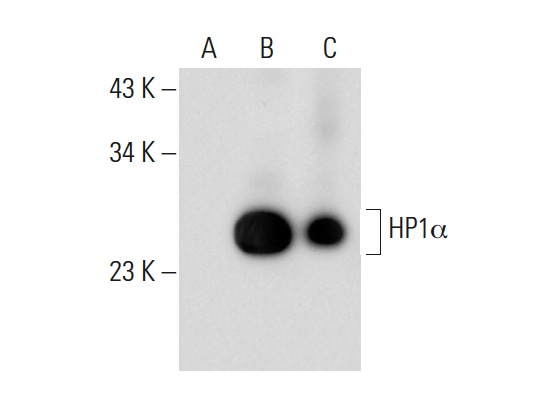 HP1 (FL-191): sc-28735. Western blot analysis of HP1α expression in non-transfected 293: sc-110760 (A), human HP1α transfected 293: sc-110608 (B) and K-562 (C) whole cell lysates.