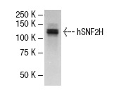 hSNF2H (H-300): sc-13054. Western blot analysis of hSNF2H expression in K-562 nuclear extract.