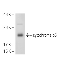 cytochrome b5 (H-114): sc-33174. Western blot analysis of cytochrome b5 expression in 293T whole cell lysate.