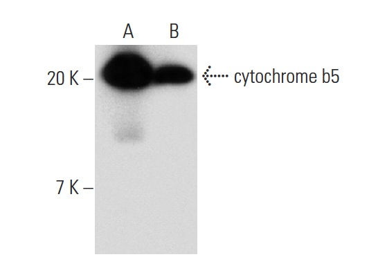 cytochrome b5 (H-114): sc-33174. Western blot analysis of cytochrome b5 expression in rat liver (A) and mouse liver (B) tissue extracts.