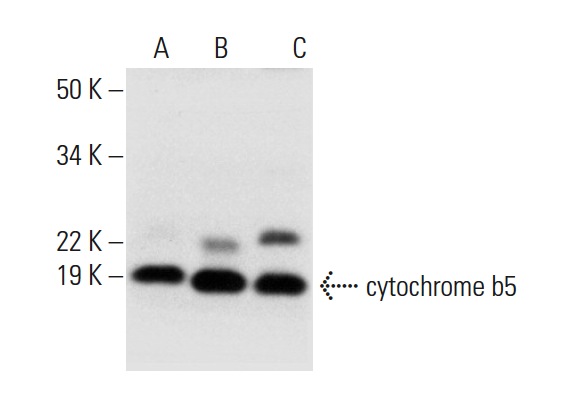 cytochrome b5 (H-114): sc-33174. Western blot analysis of cytochrome b5 expression in human liver (A), rat liver (B) and mouse liver (C) tissue extracts.