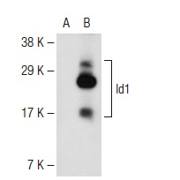 Id1 (B-8): sc-133104. Western blot analysis of Id1 expression in non-transfected: sc-117752 (A) and human Id1 transfected: sc-171632 (B) 293T whole cell lysates.