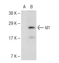 Id1 (B-8): sc-133104. Western blot analysis of Id1 expression in non-transfected: sc-117752 (A) and human Id1 transfected: sc-171709 (B) 293T whole cell lysates.