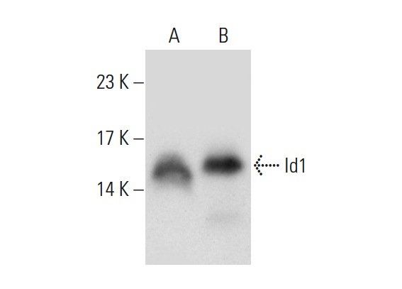 Id1 (B-8): sc-133104. Western blot analysis of Id1 expression in Ramos (A) and HeLa (B) whole cell lysates.