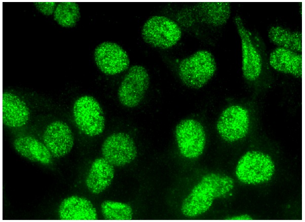 Id1 (B-8): sc-133104. Immunofluorescence staining of formalin-fixed HepG2 cells showing nuclear localization.