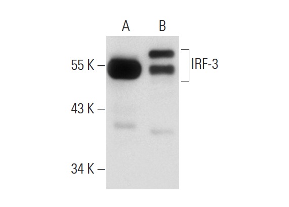 IRF-3 (SL-12): sc-33641. Western blot analysis of IRF-3 expression in non-transfected: sc-117752 (A) and human IRF-3 transfected: sc-176308 (B) 293T whole cell lysates.
