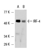 IRF-4 (M-17): sc-6059. Western blot analysis of IFN consensus sequence-binding proteins in Ramos (A) and NAMALWA (B) whole cell lysates.