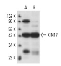 KIN17 (K58): sc-32769. Western blot analysis of KIN17 expression in HCT 116 (A) and RKO (B) whole cell lysates.