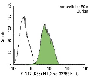 KIN17 (K58) FITC: sc-32769 FITC. Intracellular FCM analysis of fixed and permeabilized Jurkat cells. Black line histogram represents the isotype control, normal mouse IgG<sub>2b</sub>: sc-2857.