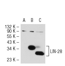 LIN-28 (H-44): sc-67266. Western blot analysis of LIN-28 expression in non-transfected 293T: sc-117752 (A), human LIN-28 transfected 293T: sc-175922 (B) and JAR (C) whole cell lysates.