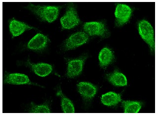 LIN-28 (H-44): sc-67266. Immunofluorescence staining of methanol-fixed HeLa cells showing nuclear localization.