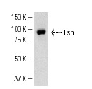 Lsh (H-240): sc-28202. Western blot analysis of Lsh expression in CCRF-CEM whole cell lysate.