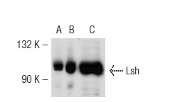 Lsh (H-240): sc-28202. Western blot analysis of Lsh expression in non-transfected 293T: sc-117752 (A), mouse Lsh transfected 293T: sc-121426 (B) and JM1 (C) whole cell lysates.
