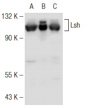 Lsh (H-240): sc-28202. Western blot analysis of Lsh expression in non-transfected 293T: sc-117752 (A), human Lsh transfected 293T: sc-177484 (B) and JM1 (C) whole cell lysates.