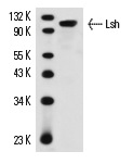 Lsh (H-4): sc-46665. Western blot analysis of Lsh expression in CCRF-CEM whole cell lysate.