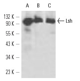 Lsh (H-4): sc-46665. Western blot analysis of Lsh expression in JM1 (A), CCRF-CEM (B) and BW5147 (C) whole cell lysates.