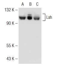 Lsh (H-4): sc-46665. Western blot analysis of Lsh expression in non-transfected 293T: sc-117752 (A), human Lsh transfected 293T: sc-177484 (B) and JM1 (C) whole cell lysates.