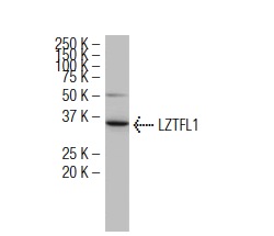LZTFL1 (35-Y): sc-100968. Western blot analysis of LZTFL1 expression in HeLa whole cell lysate.